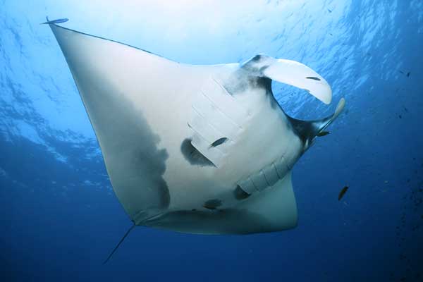 Diving Hin Daeng Hin Muang Dive Site from Koh Lanta in less than 2 hours