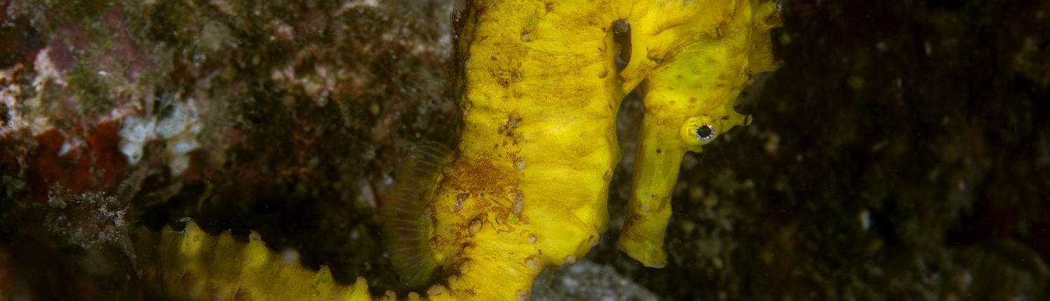 koh lanta diving site ko haa